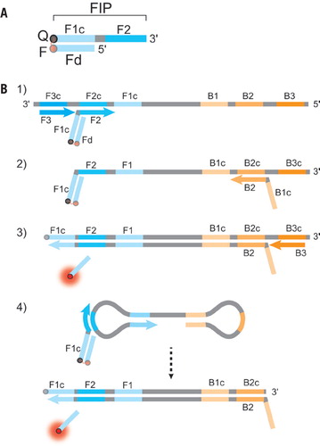 George Bernard Proceso Bienes Simultaneous multiple target detection in real-time loop-mediated  isothermal amplification | BioTechniques