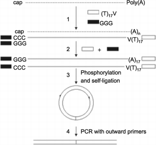 Simultaneous amplification of 5′ and 3′ cDNA ends based on  template-switching effect and inverse PCR | BioTechniques