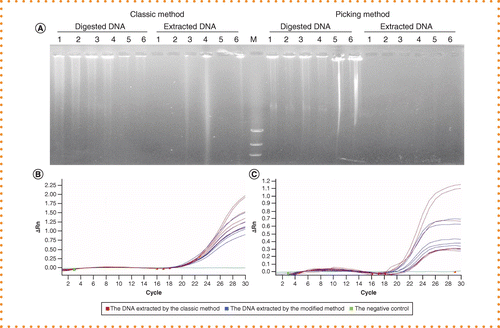 High-purity DNA extraction from animal tissue using picking in the  TRIzol-based method | BioTechniques
