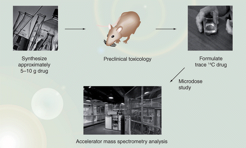 Practical experience of using human microdosing with AMS analysis to obtain  early human drug metabolism and PK data | Bioanalysis